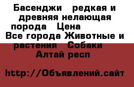 Басенджи - редкая и древняя нелающая порода › Цена ­ 50 000 - Все города Животные и растения » Собаки   . Алтай респ.